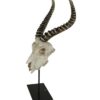 Teschio Antilope