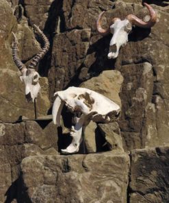 Alternative view of Teschio Antilope